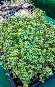broccoli sprouts