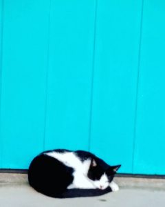 cat nap