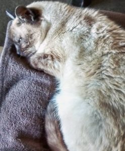 siamese