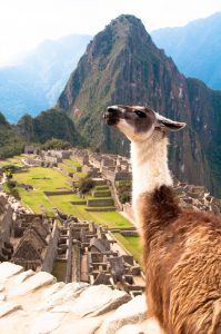 Loved the llamas in Machu picchu