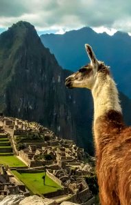 llamas at machu picchu