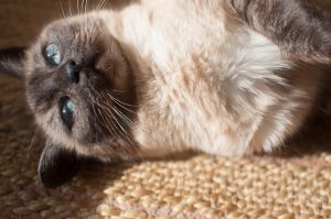 Happy Cat