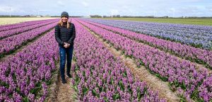 Amsterdam Tulips