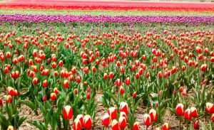 Amsterdam Tulips