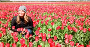 Amsterdam Tulips