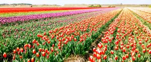 Amsterdam Tulips