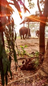 elephant-nature-park