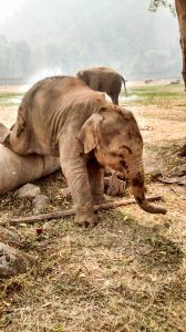 elephant-nature-park