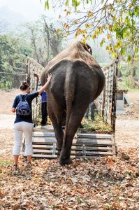 elephant-nature-park