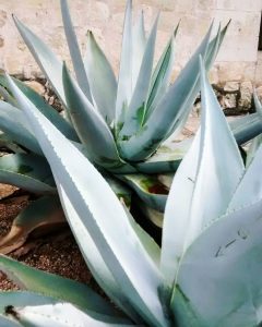 Lotus-flower-agave