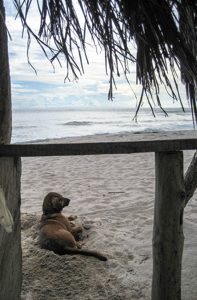 Beach Buddies Costa Rica