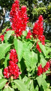 Colors of Costa Rica