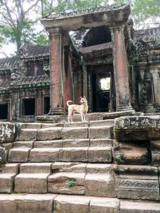 tour guide angkor wat