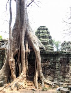 angkor wat trees