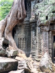 trees angkor wat